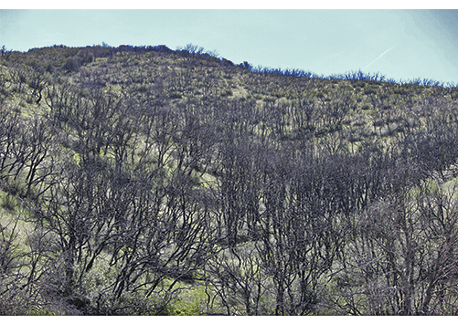 Screen Shot 2017-03-30 at 11.36.57 AM